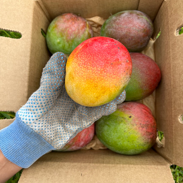 Mango