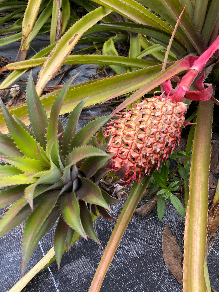 Red Pineapple Plant