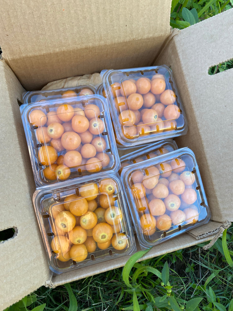 Goldenberry (Peruvian Groundcherry) Box