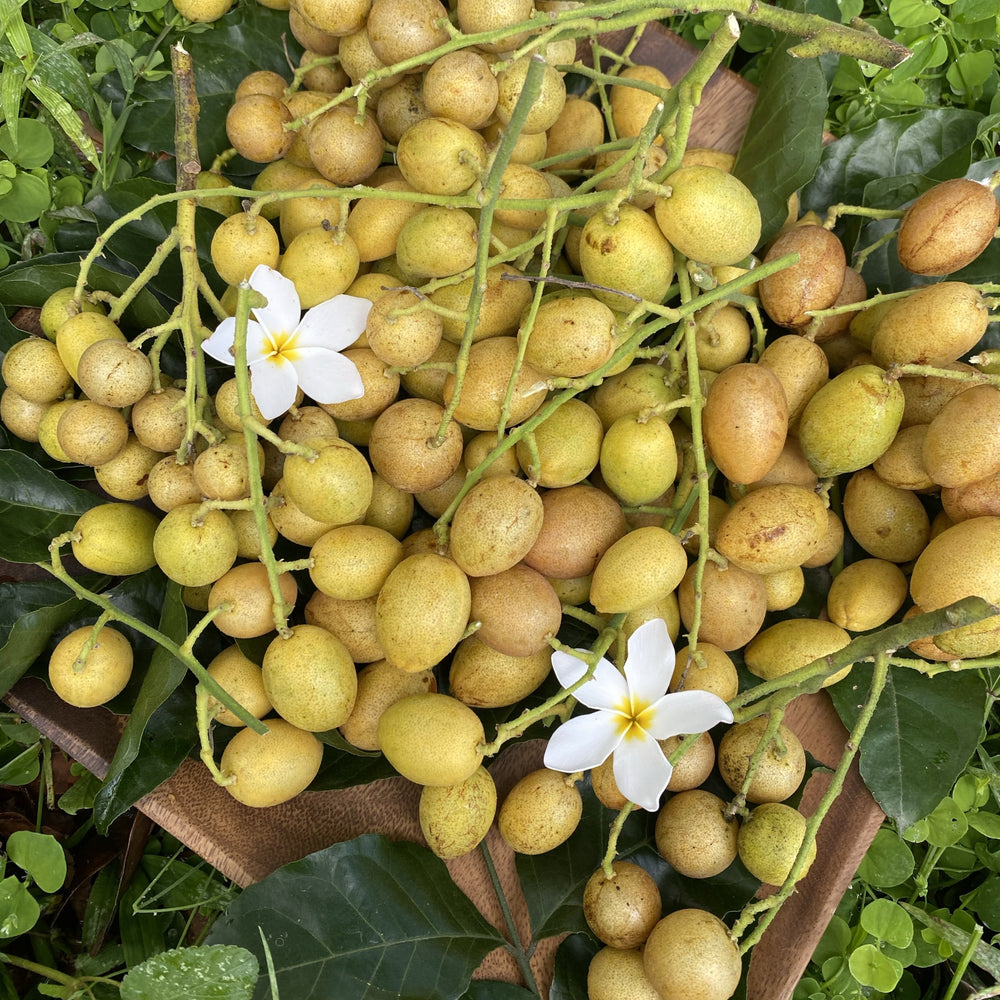 Wampee Roots Wampee (wampi) *Pre-Order* – Miami Fruit
