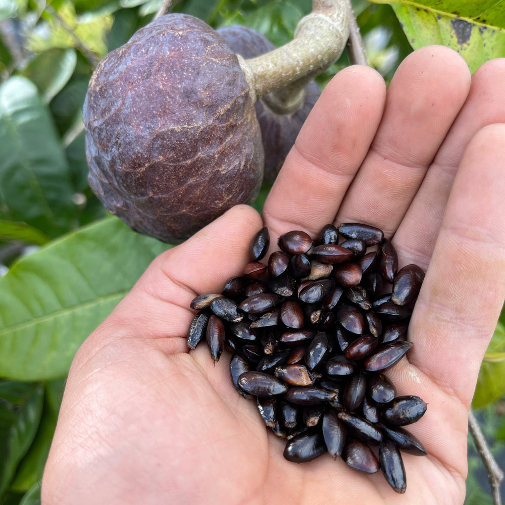custard apple plant from seed Annona Reticulata Seeds