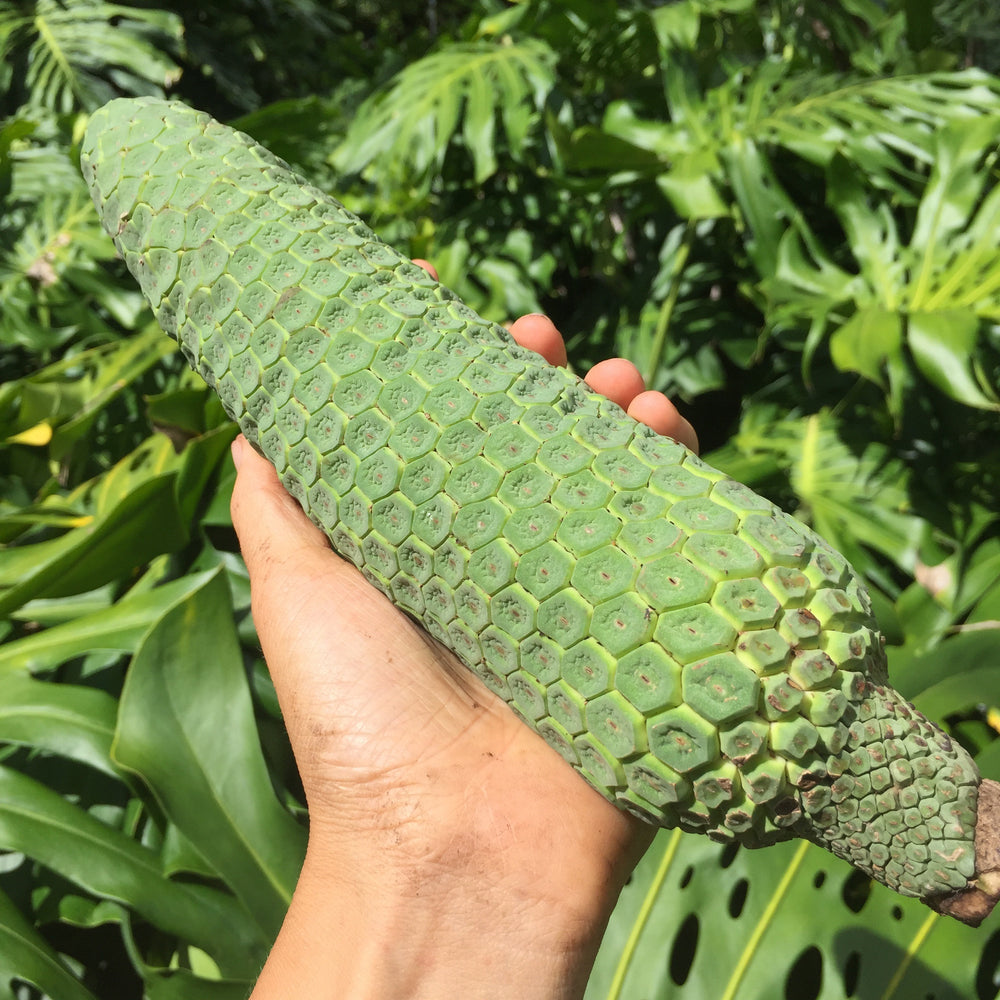 buy monstera fruit Monstera Deliciosa