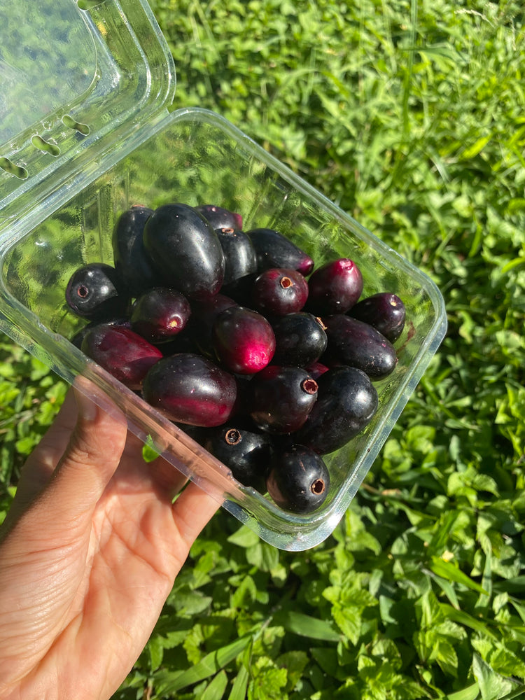 Jamun (Java Plum) *Pre-Order* β Miami Fruit