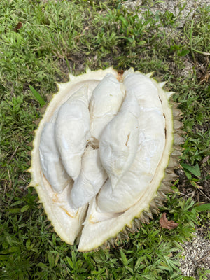 
            
                Load image into Gallery viewer, Hulu (Hor Lor) Durian *Pre-Order*
            
        