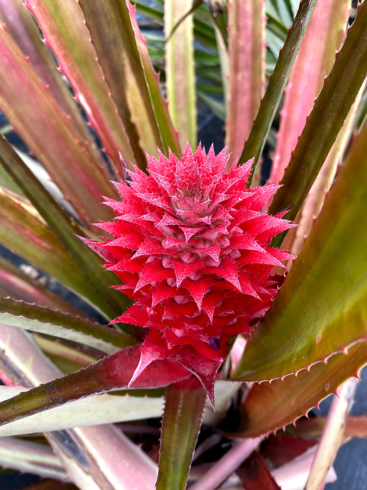 ornamental red pineapple plant Red Pineapple Plant – Miami Fruit
