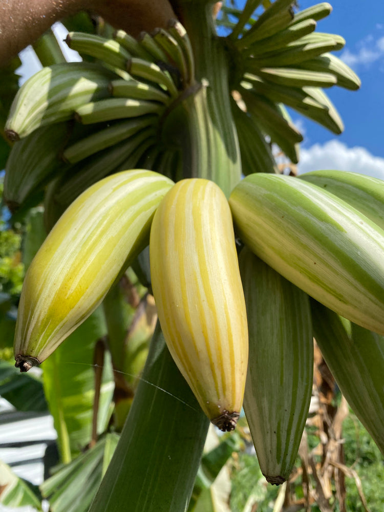 variegated banana plant seeds Variegated Banana *Pre-Order* – Miami Fruit