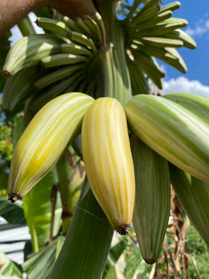 
            
                Load image into Gallery viewer, Variegated Banana *Pre-Order*
            
        