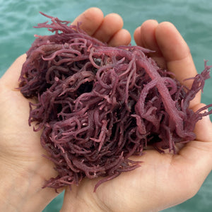 Wild Harvested Purple Sea Moss
