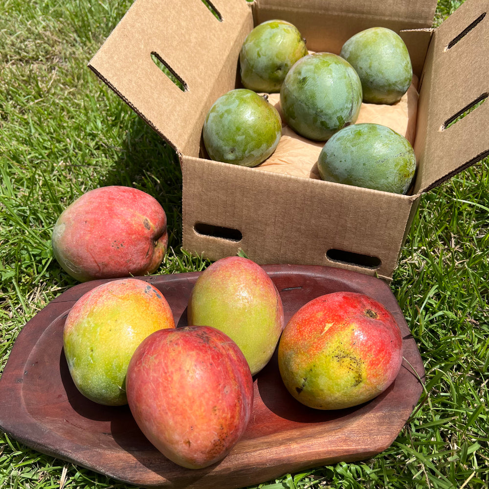 
            
                Load image into Gallery viewer, Kent Mango Box *Pre-Order*
            
        