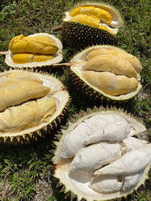 Durian Party Box - Musang King, D24, D101, Hulu, & Red Prawn *Pre-Order*