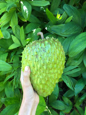 
            
                Load image into Gallery viewer, Locally Grown Miami Soursop (Guanabana) *Pre-Order*
            
        