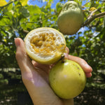 Golden Passionfruit (Lilikoi) *Pre-Order*