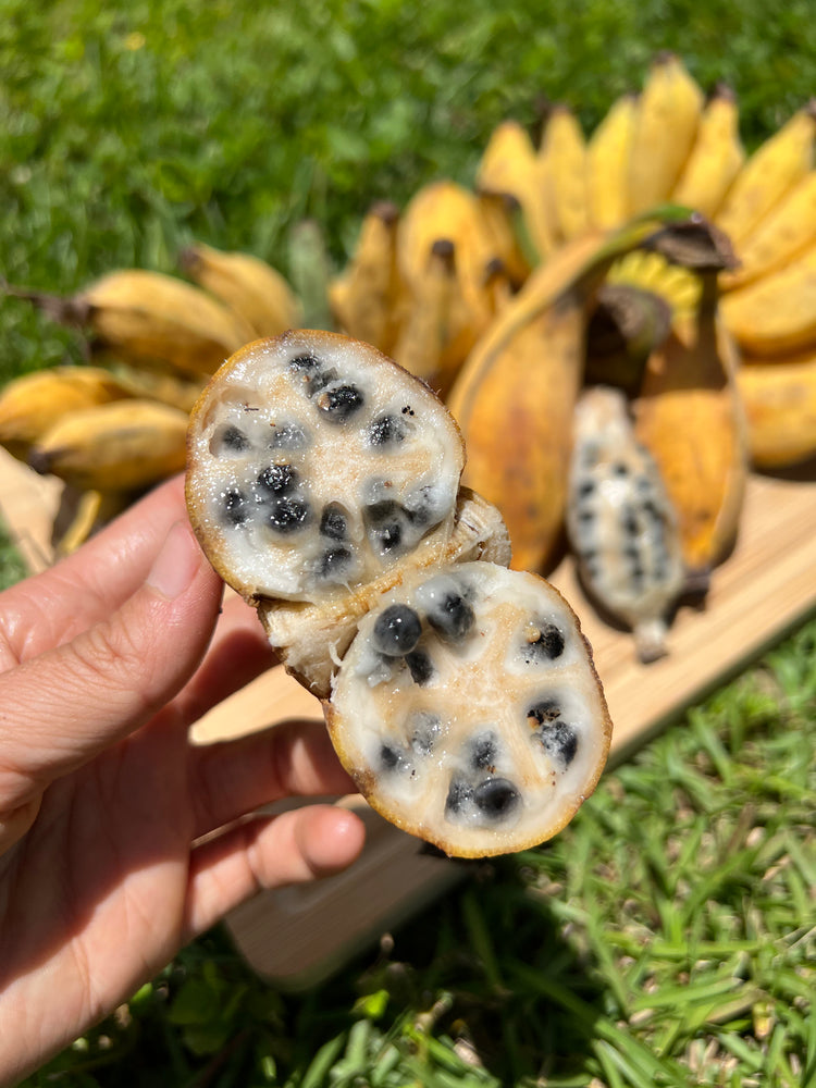 plant banana seeds Seeded Banana – Miami Fruit