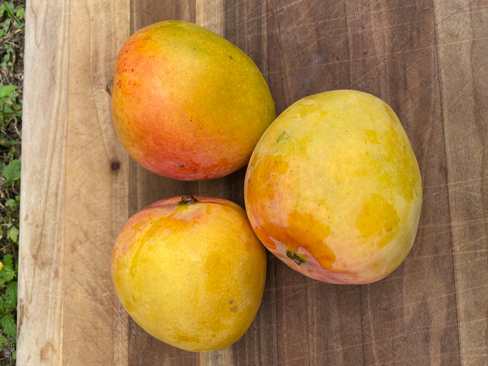 Juicy Peach Mango *Pre-Order*