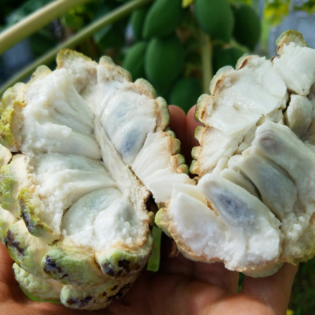 Sugar Apple (Sweetsop) – Miami Fruit Sugar Apple (Sweetsop) – Miami Fruit