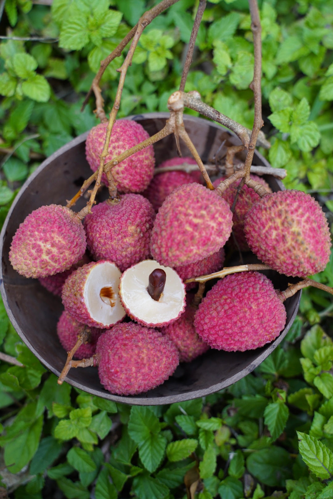 Lychee - Sweetheart Variety *Pre-Order* – Miami Fruit