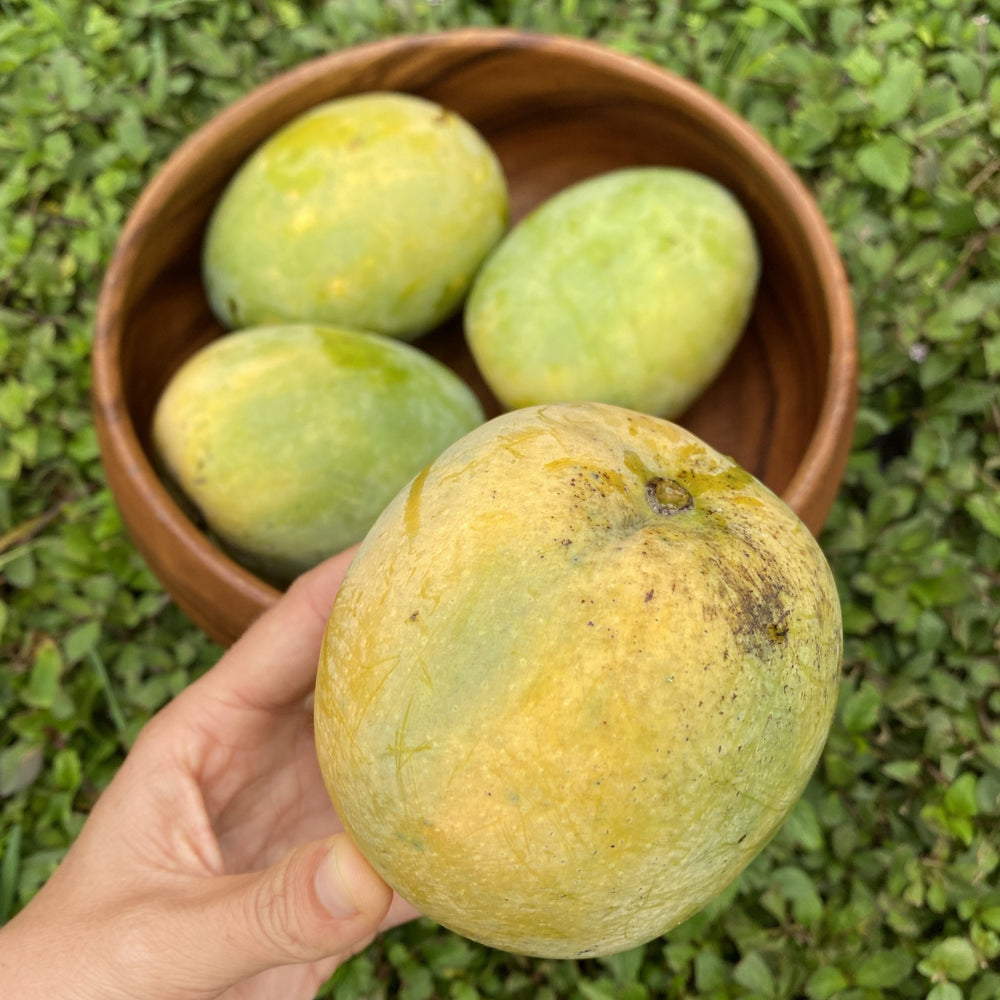Mango Raja K3 Kathy (K3) Mango *Pre-Order* – Miami Fruit