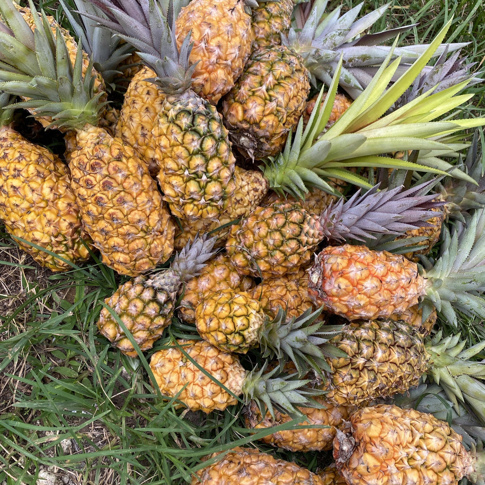 buy pineapple plant miami Pineapple Small Box