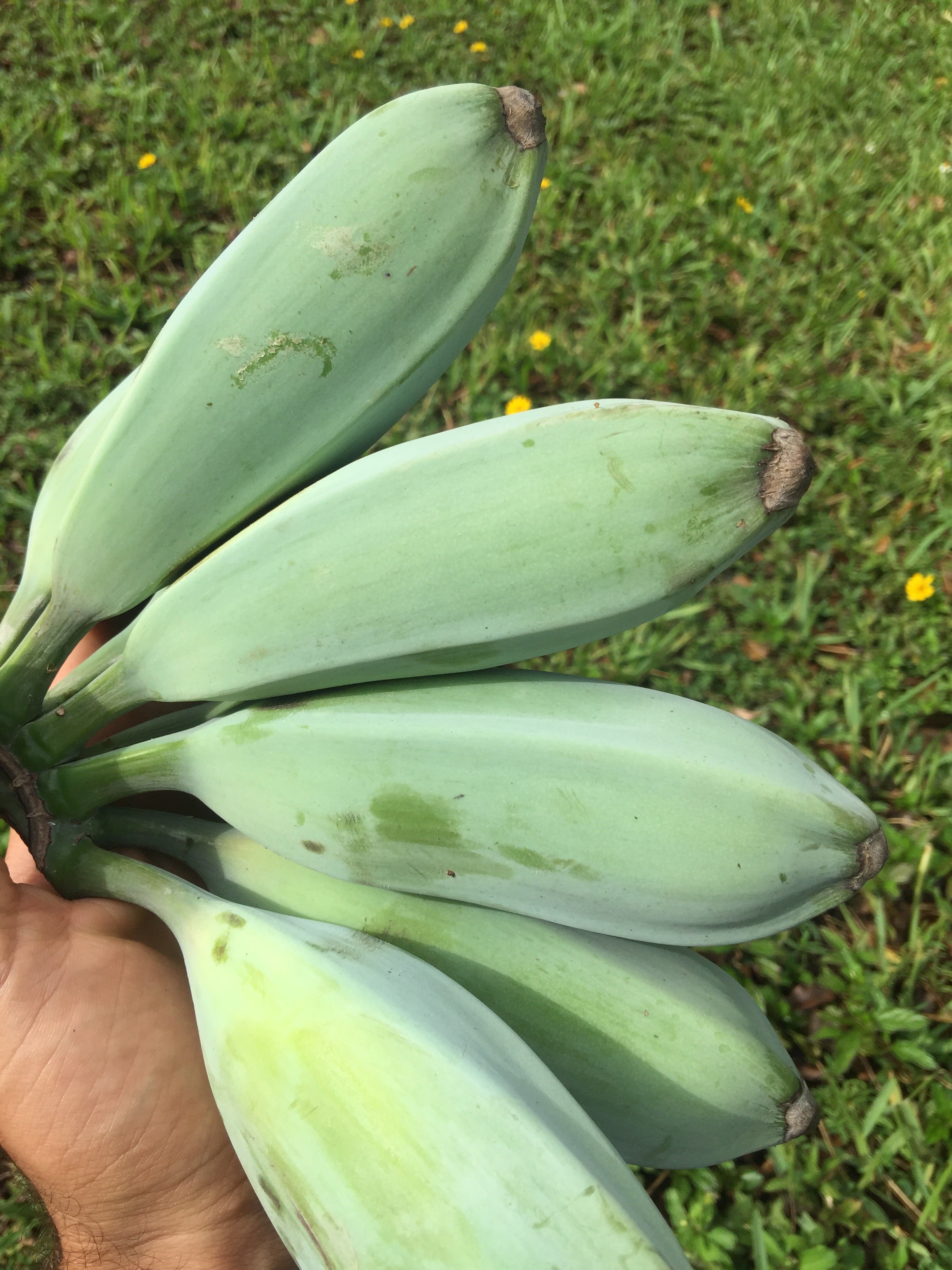 Blue Java Banana *PRE-ORDER* – Miami Fruit