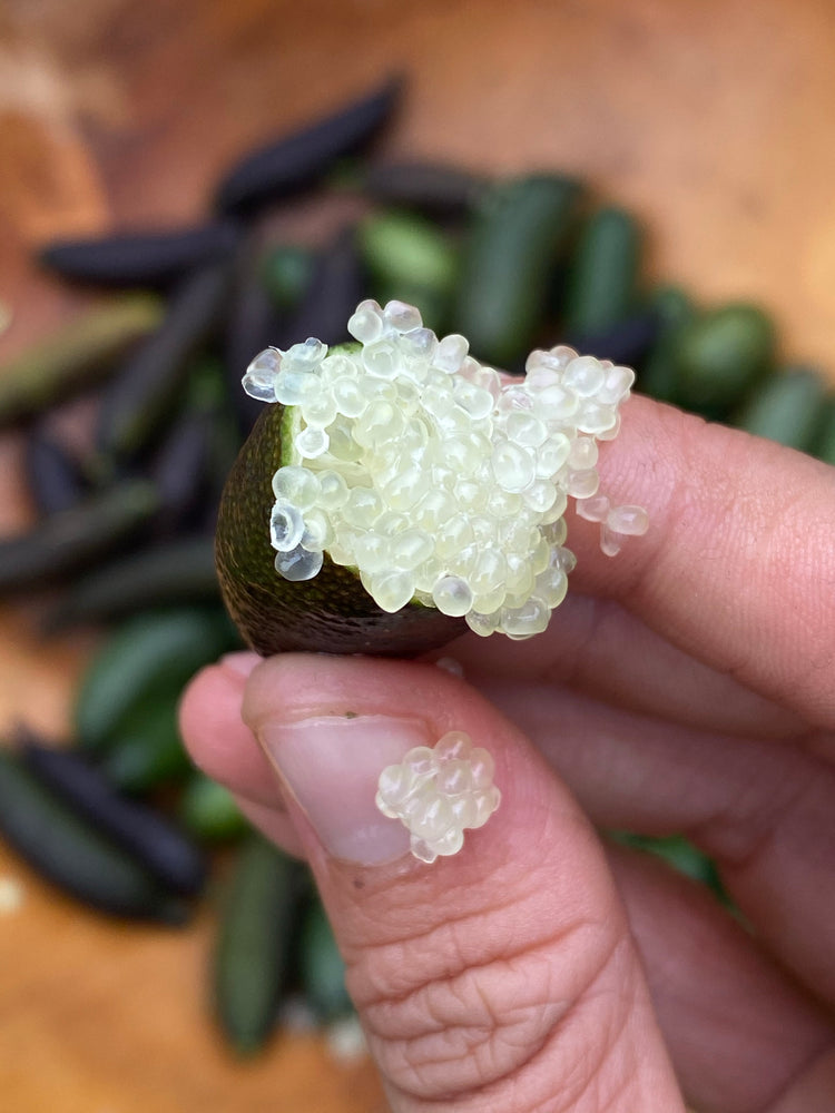 Caviar Lime (Finger Lime)