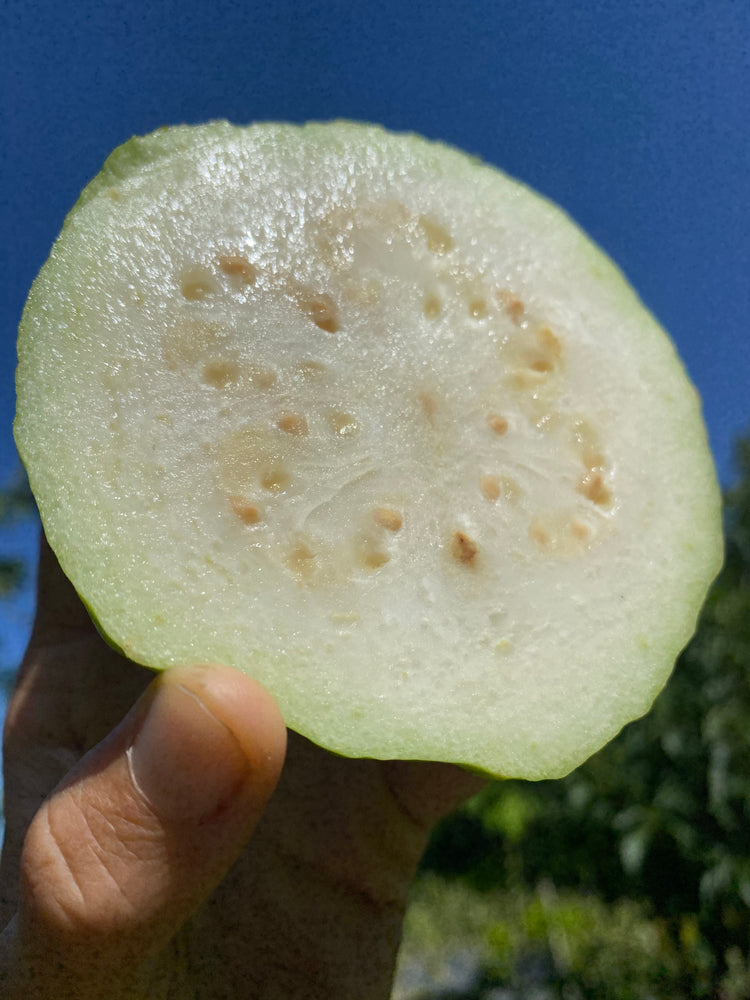 White Guava Box