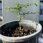 Finger Lime Tree - Small Potted Plant *Pre-Order*