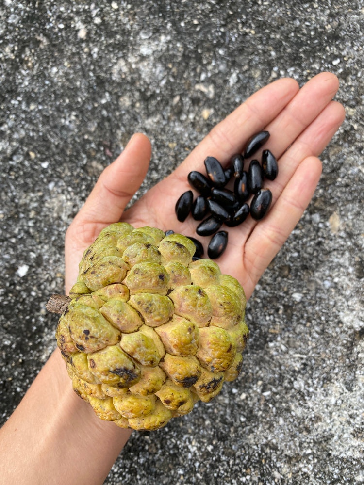 Annona Squamosa Seeds - (Green Sugar Apple Seeds) – Miami Fruit