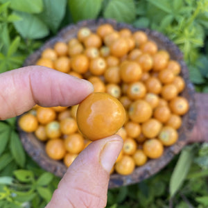 Goldenberry (Peruvian Groundcherry)