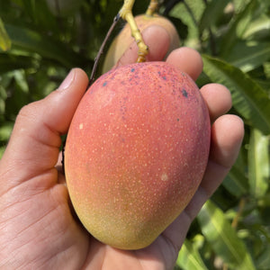 
            
                Load image into Gallery viewer, East Indian Mango Box *Pre-Order*
            
        