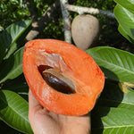 Mamey Sapote *Pre-Order*