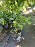 Imbe TREE - 1 gallon - African mangosteen