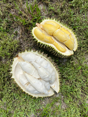 Hulu (Hor Lor) Durian