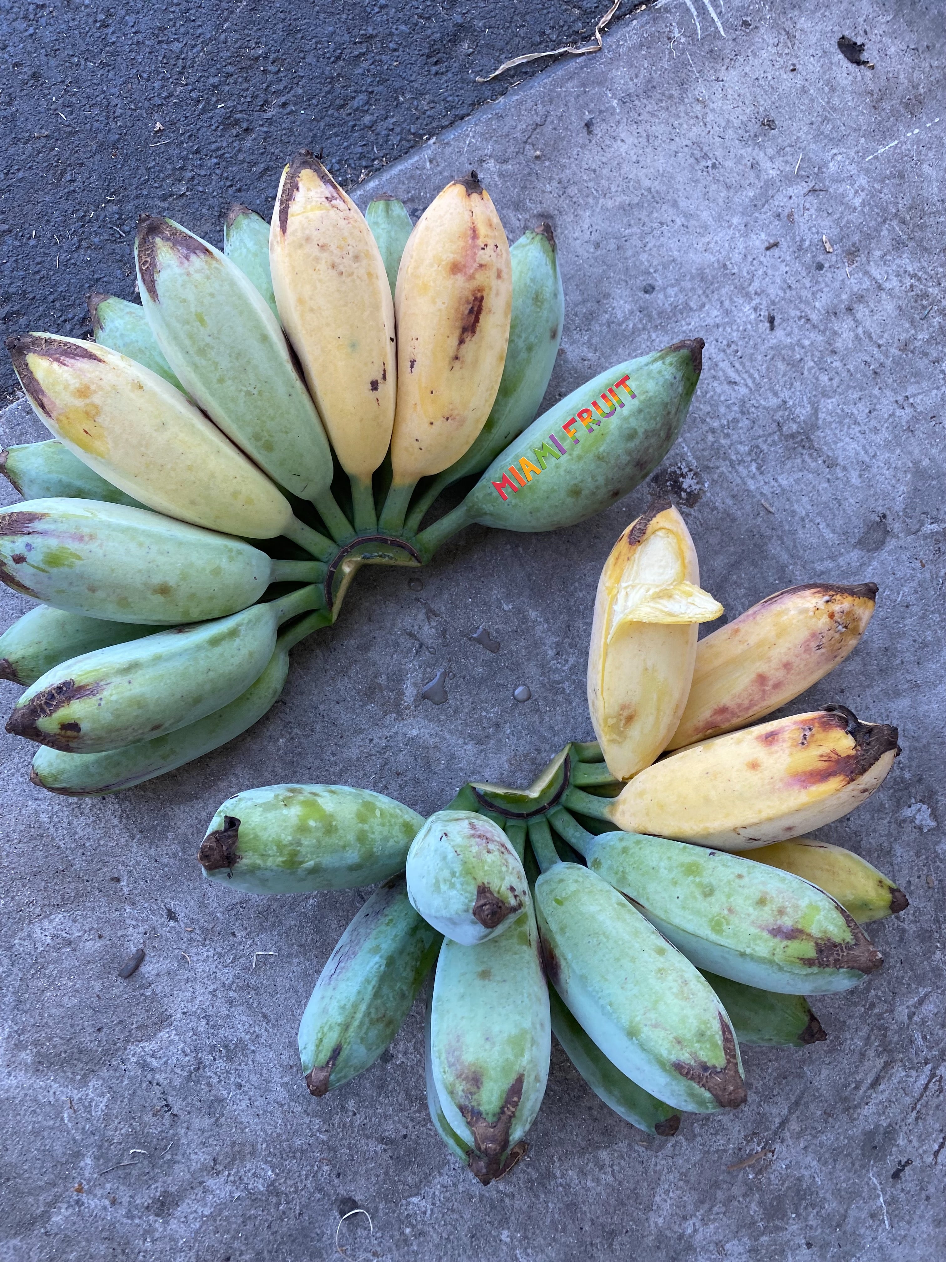 Blue Java Banana *PRE-ORDER* – Miami Fruit