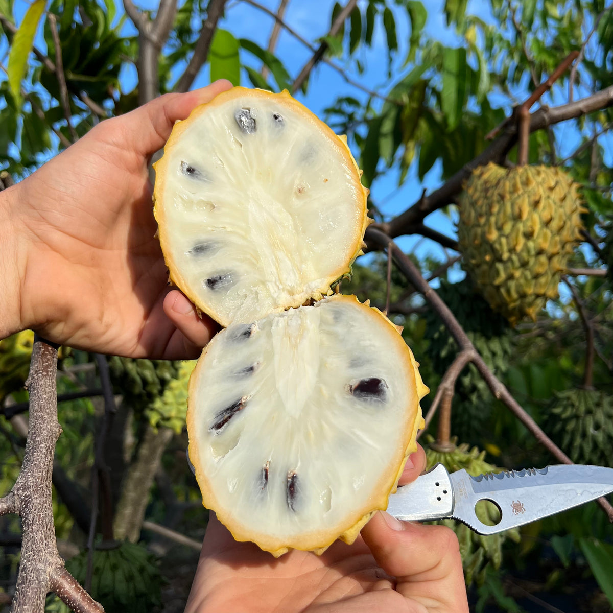 Rollinia *Pre-Order* – Miami Fruit