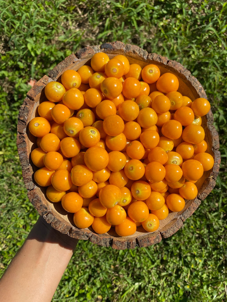 Goldenberry (Peruvian Groundcherry)