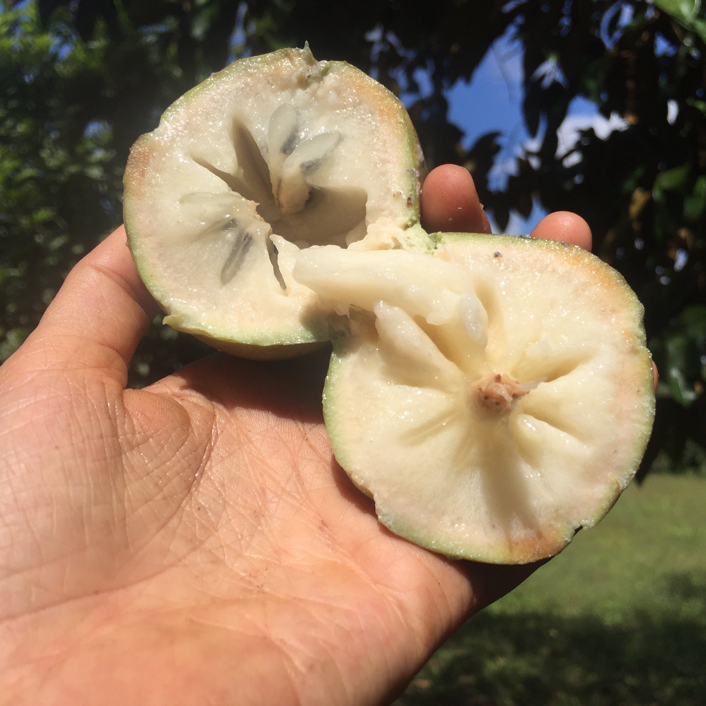 Star Apple - (Caimito) – Miami Fruit