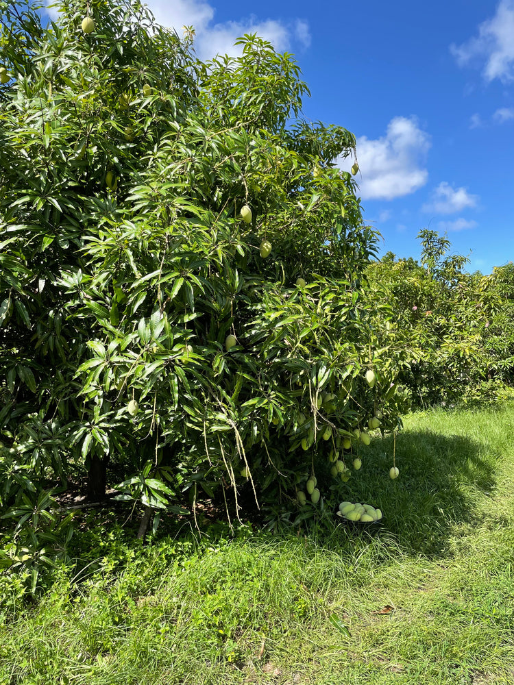 Orange Sherbet Mango *Pre-Order* – Miami Fruit Orange Sherbet Mango *Pre-Order* – Miami Fruit