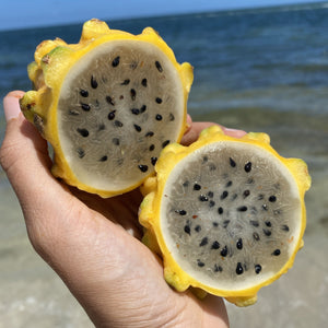 
            
                Load image into Gallery viewer, yellow dragonfruit at the beach miamifruit
            
        