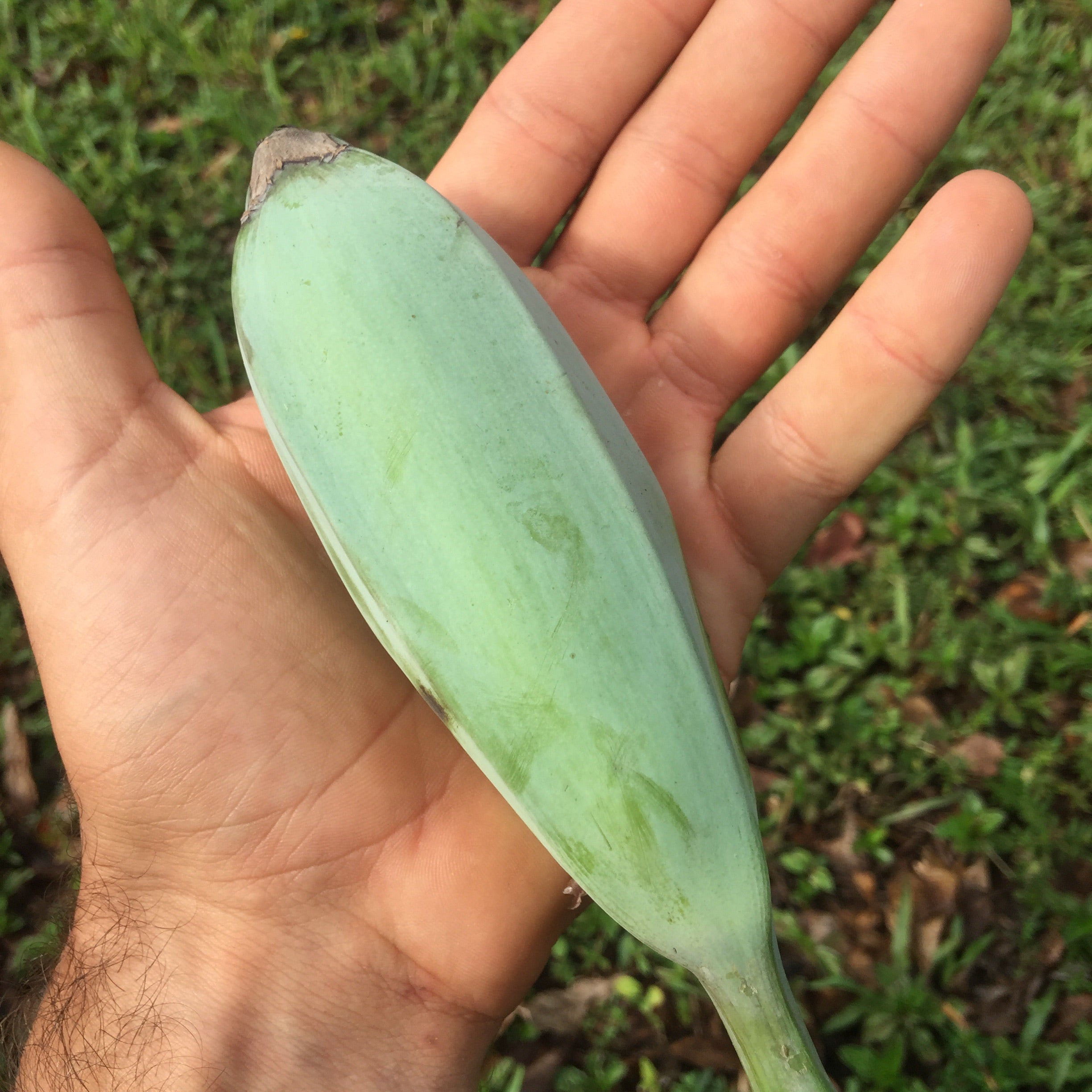 Blue Java Acually Real Blue Java Banana *PRE-ORDER* – Miami Fruit