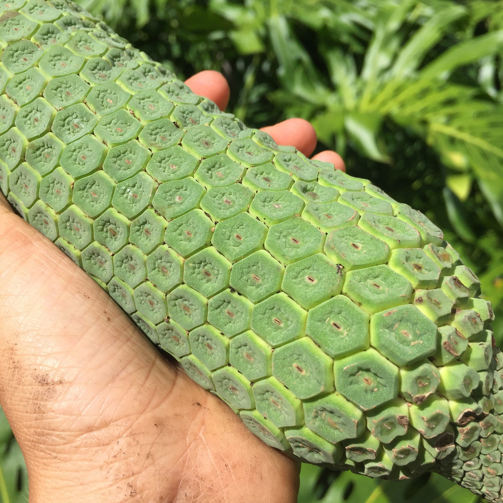order monstera deliciosa fruit Monstera Deliciosa