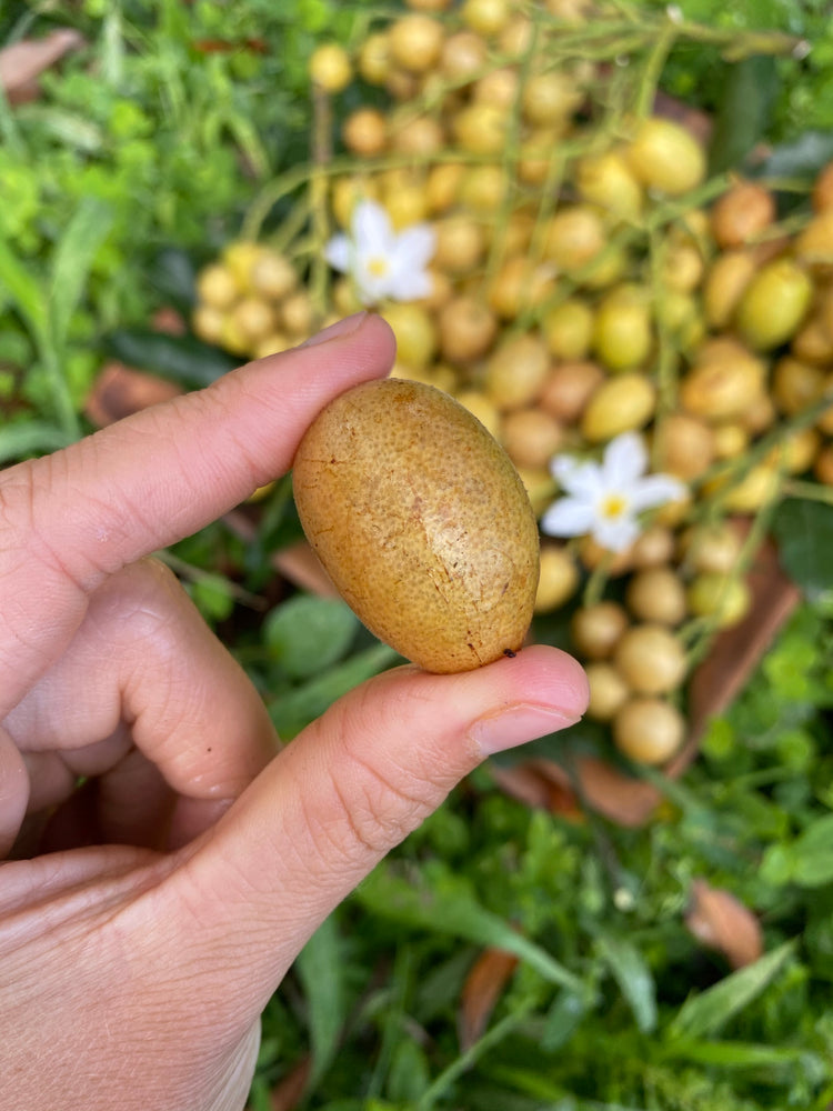 Wampee Roots Wampee (wampi) – Miami Fruit