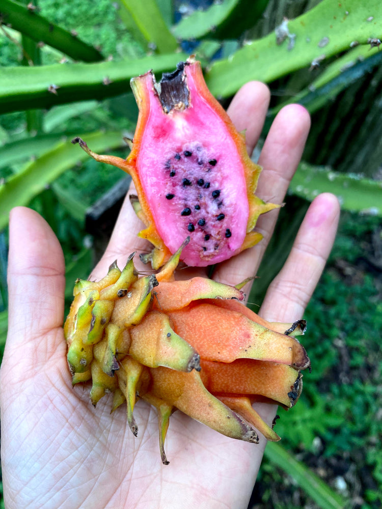 orange dragon fruit