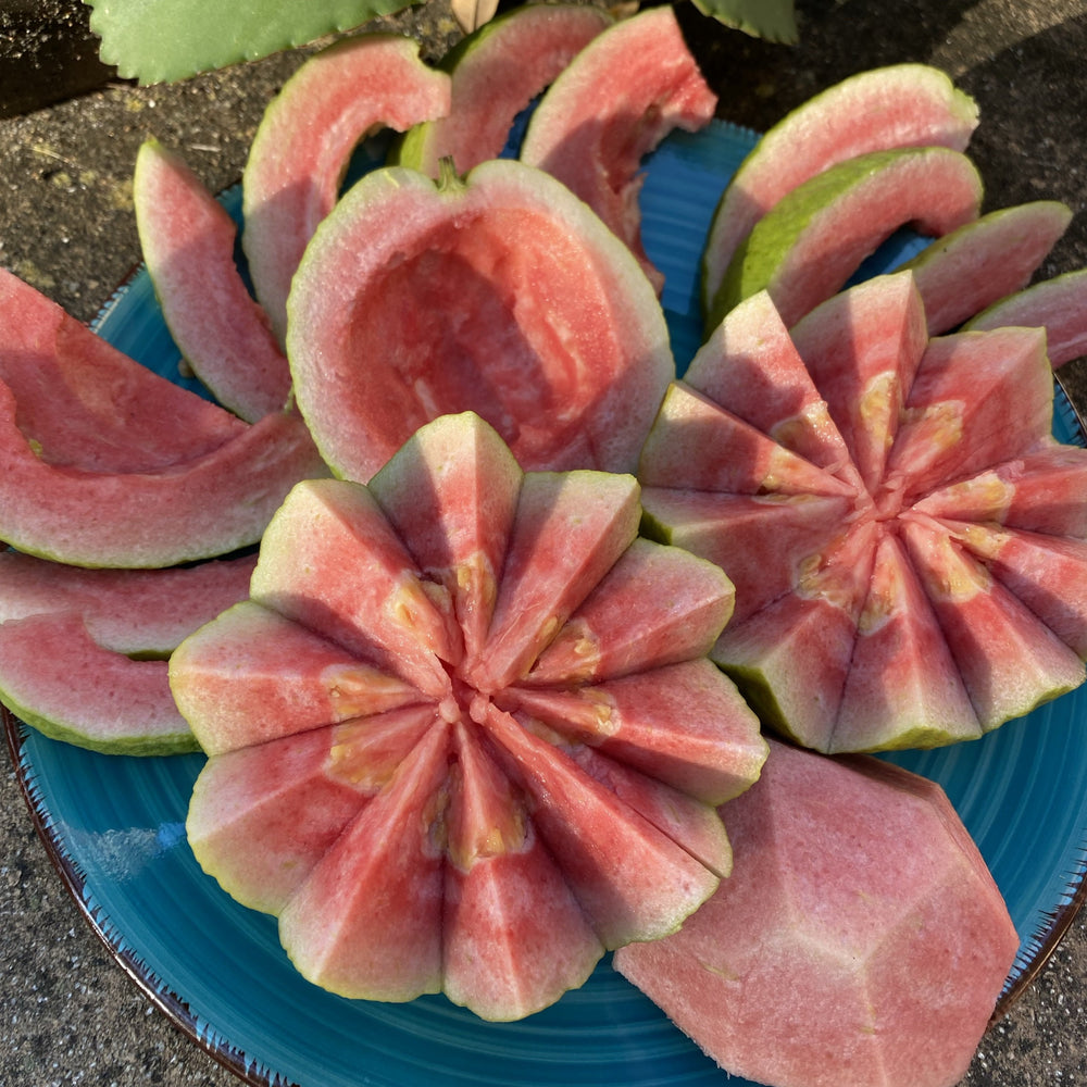 Watermelon Guava Box