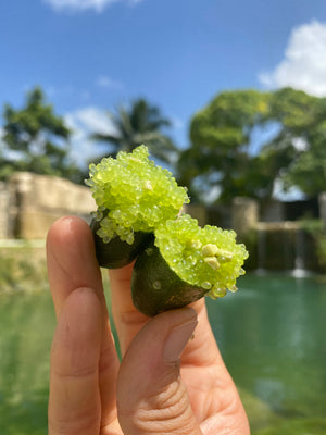 Caviar Lime (Finger Lime)