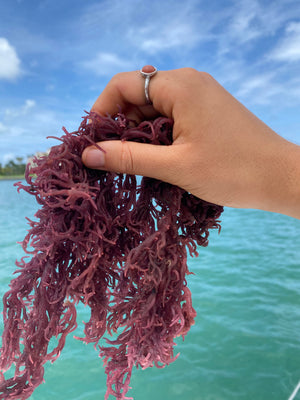 Wild Harvested Purple Sea Moss