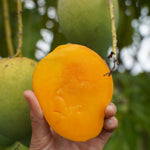 Angie Mango *Pre-Order*