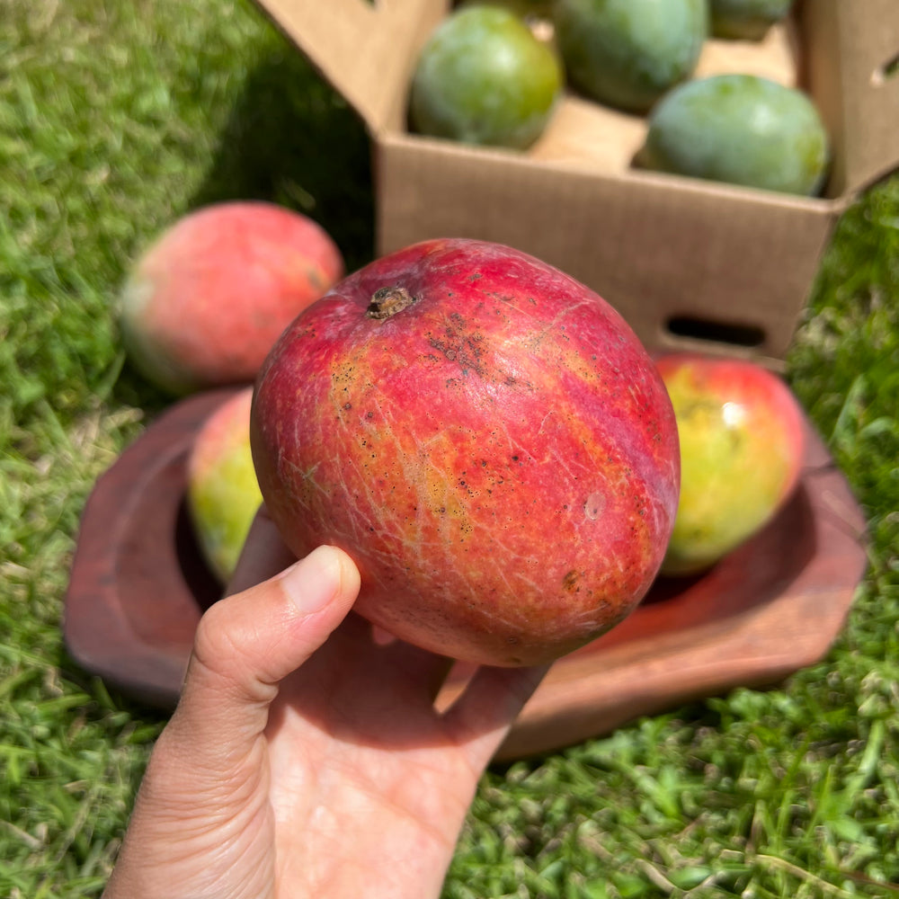 
            
                Load image into Gallery viewer, Kent Mango Box *Pre-Order 2024*
            
        