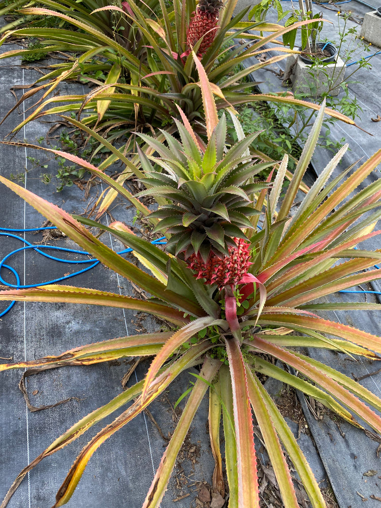
            
                Load image into Gallery viewer, Red Pineapple Plant *Pre-Order*
            
        
