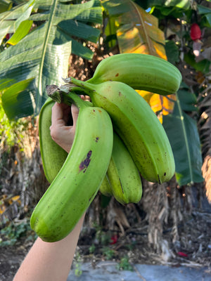 Hua Moa Banana *Pre-Order*