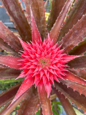 chilean pineapple plant Red Pineapple Plant – Miami Fruit